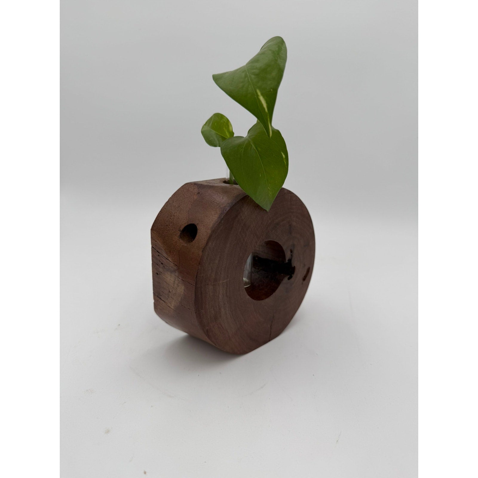 Handcrafted Wood Propagation Station Vase, 6 x 2.5 in, glass tube bud vase, propagate cuttings, display dried florals