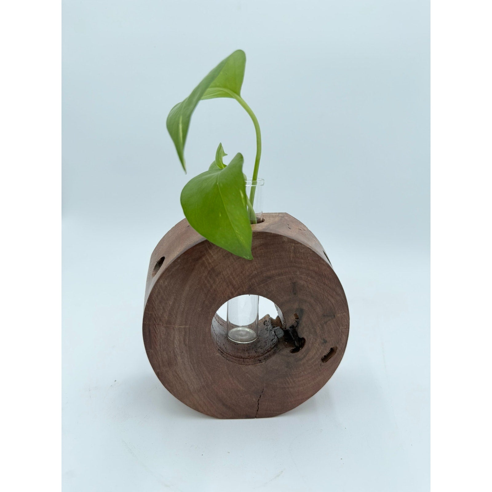 Handcrafted Wood Propagation Station Vase, 6 x 2.5 in, glass tube bud vase, propagate cuttings, display dried florals