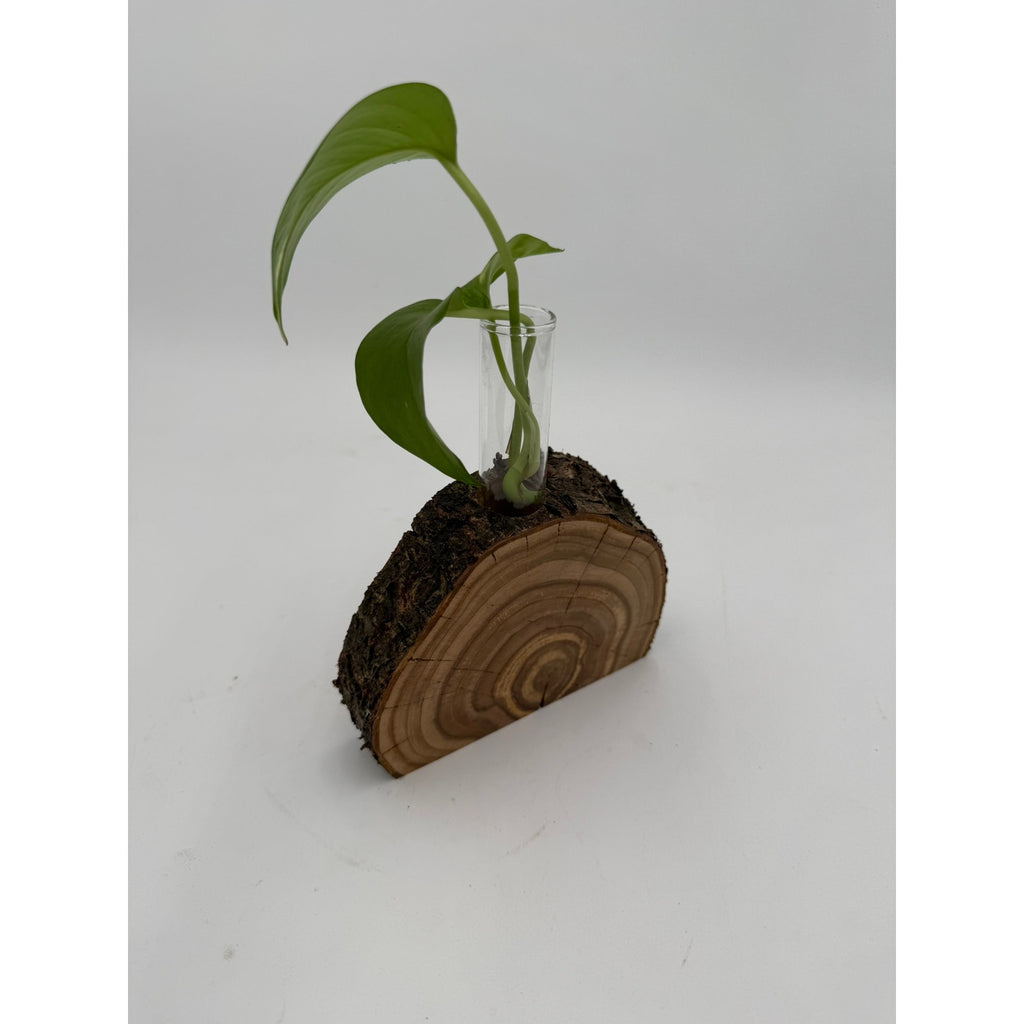 Rustic Wood Slice Propagation Station Vase, 6x1.5 test tube, bud vase for single stem, display for dried flowers, rooting cuttings