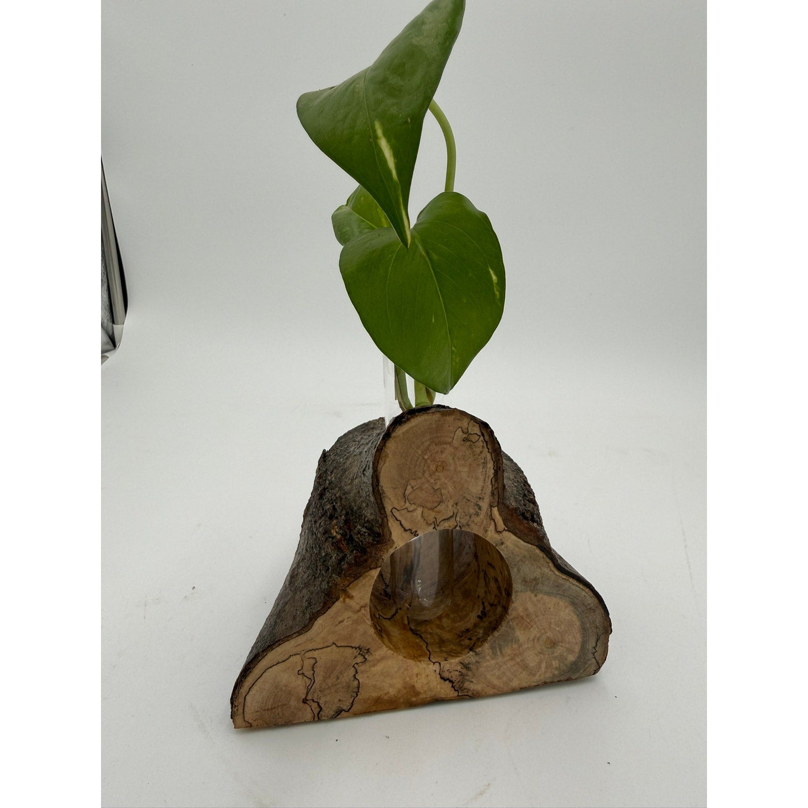 Rustic Wood Propagation Station Bud Vase, 6x4 size, functional decor, use to propagate cuttings, display dried flowers