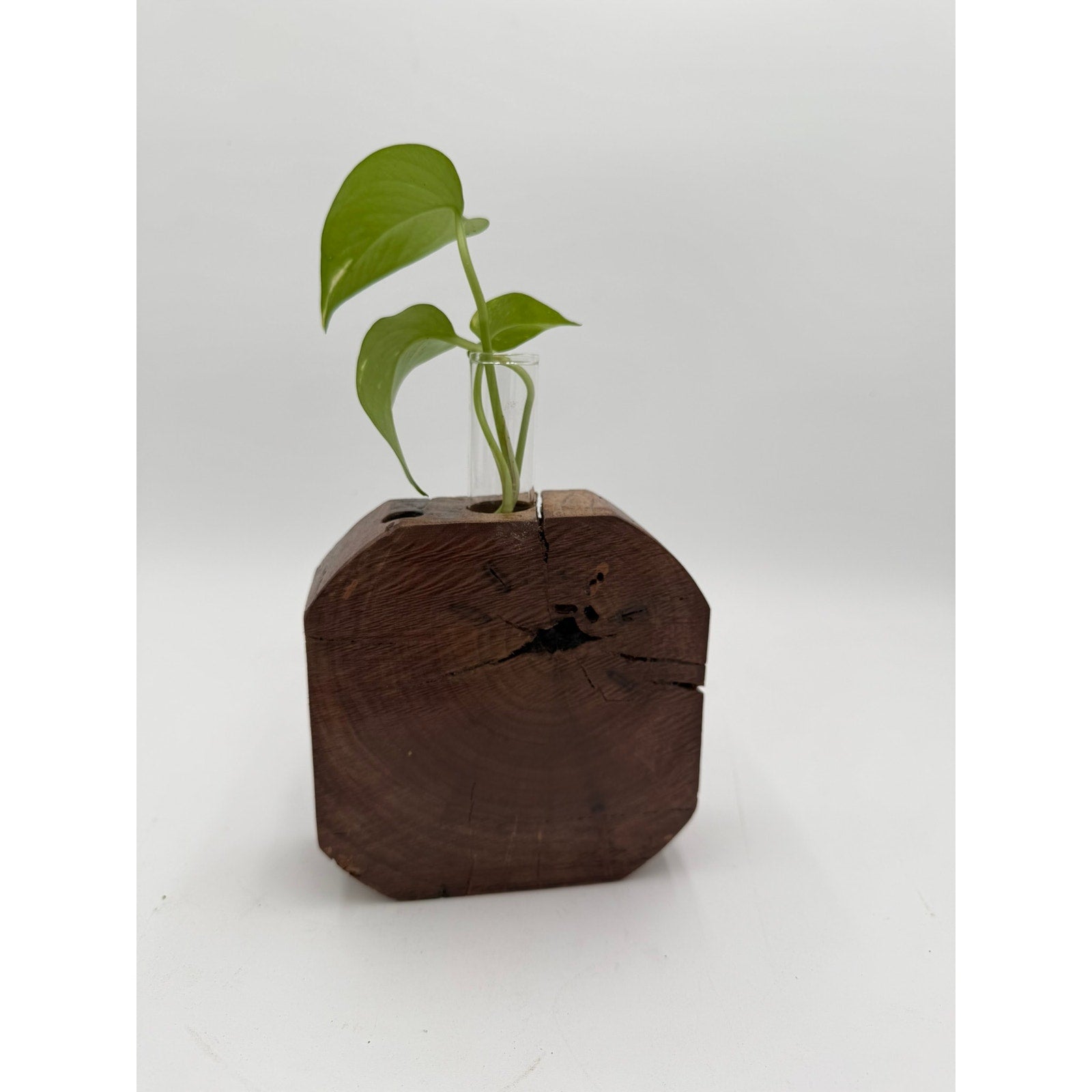 Rustic Wood Propagation Station Bud Vase, 6x2.5 size, single glass tube, functional decor, use for cuttings or dried flowers