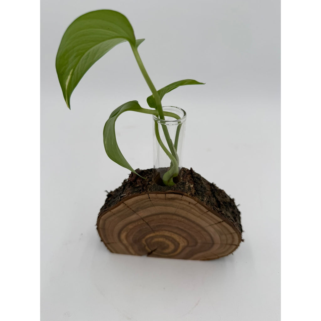 Rustic Wood Slice Propagation Station Vase, 6x1.5 test tube, bud vase for single stem, display for dried flowers, rooting cuttings