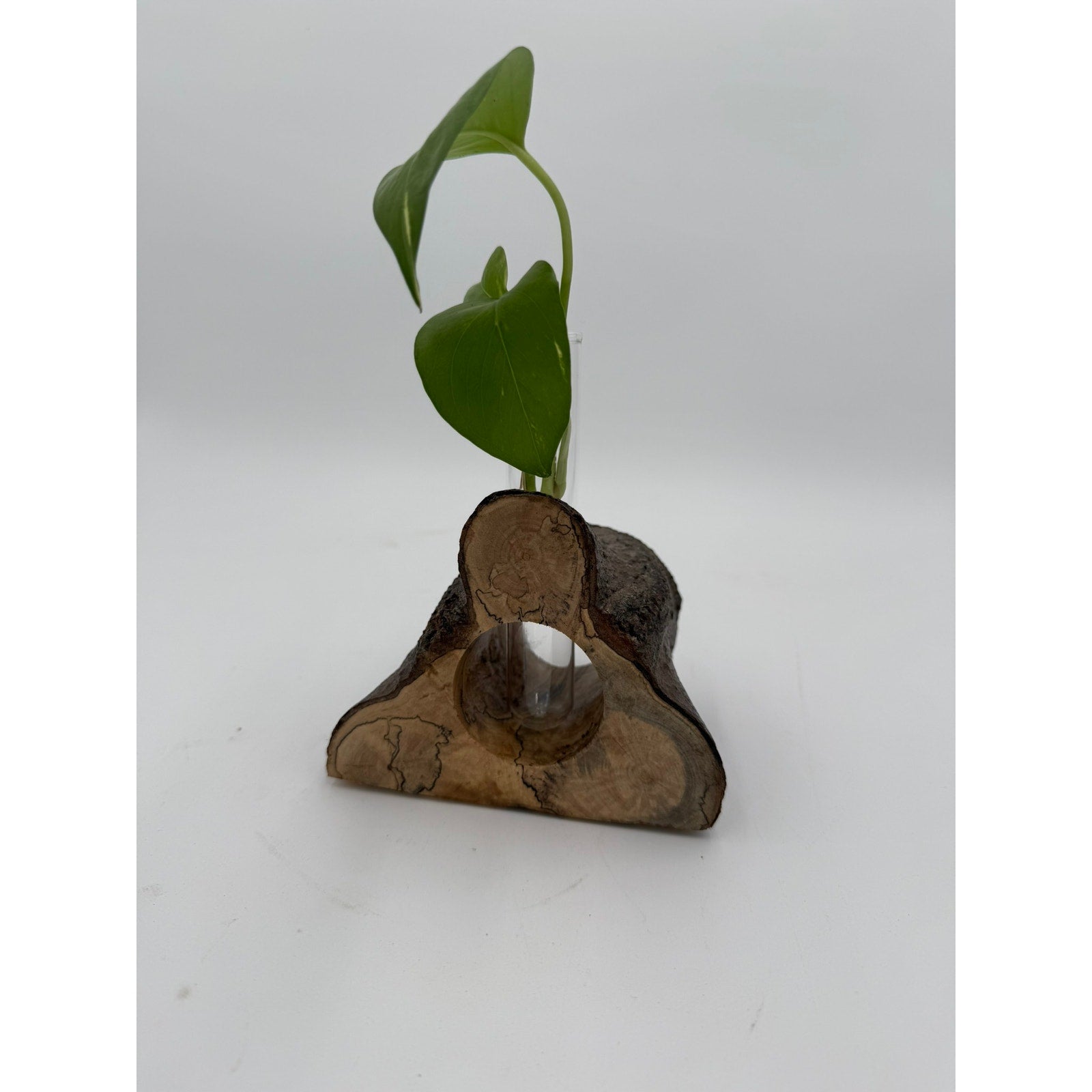Rustic Wood Propagation Station Bud Vase, 6x4 size, functional decor, use to propagate cuttings, display dried flowers