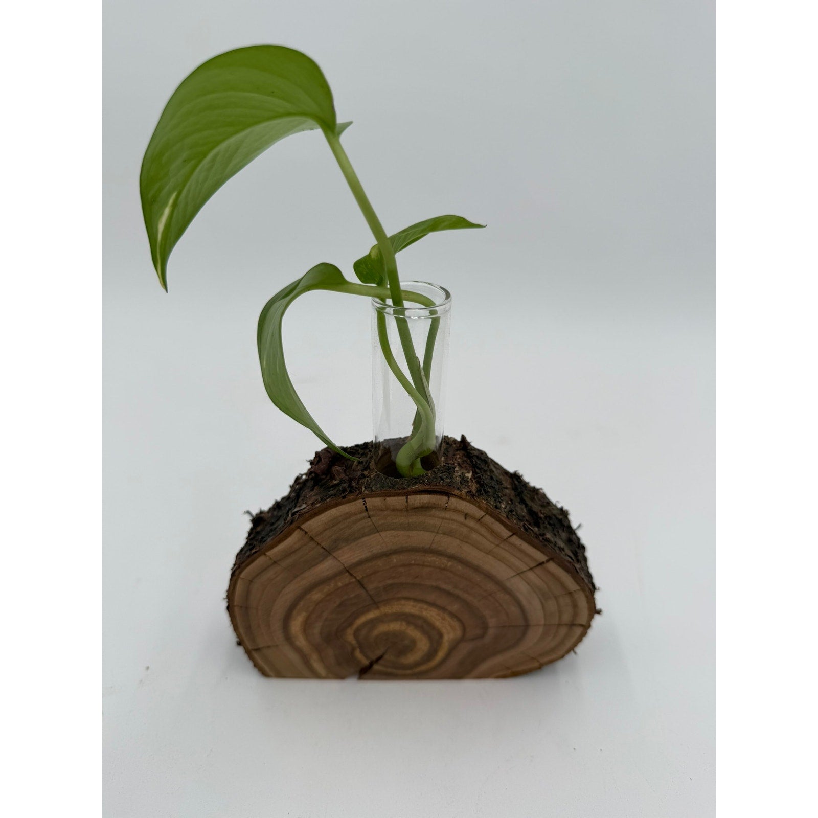 Rustic Wood Slice Propagation Station Vase, 6x1.5 test tube, bud vase for single stem, display for dried flowers, rooting cuttings