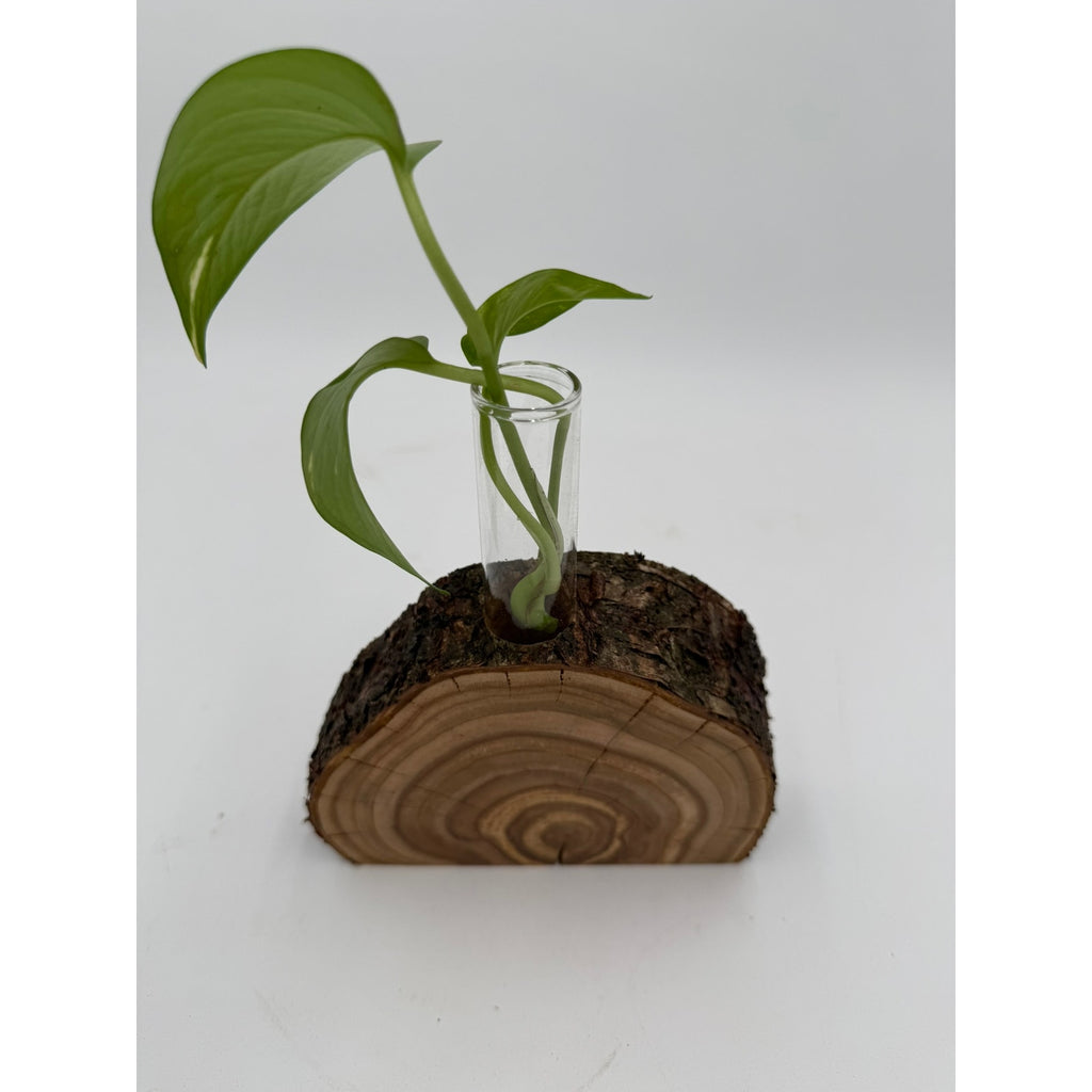 Rustic Wood Slice Propagation Station Vase, 6x1.5 test tube, bud vase for single stem, display for dried flowers, rooting cuttings