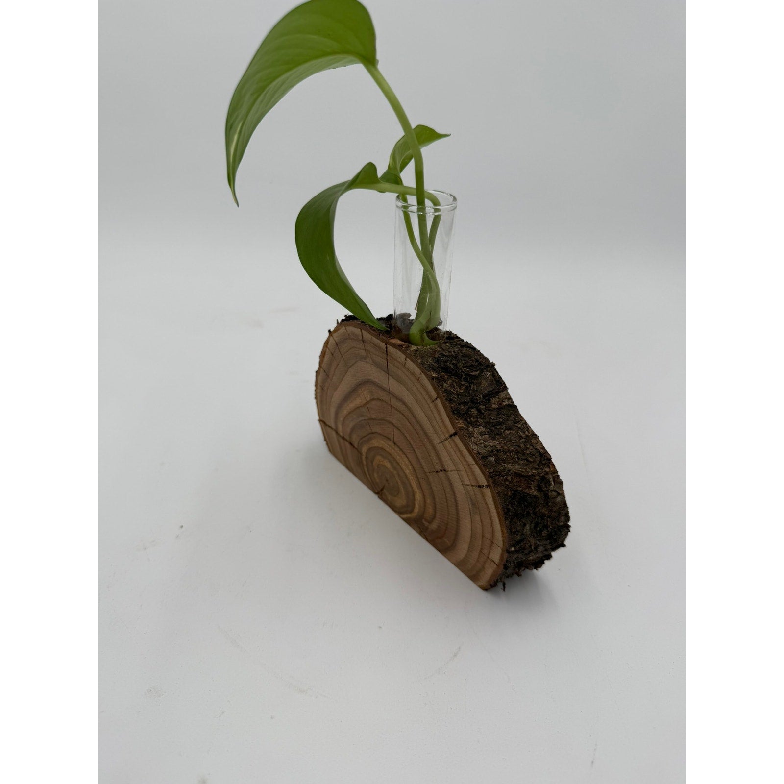 Rustic Wood Slice Propagation Station Vase, 6x1.5 test tube, bud vase for single stem, display for dried flowers, rooting cuttings