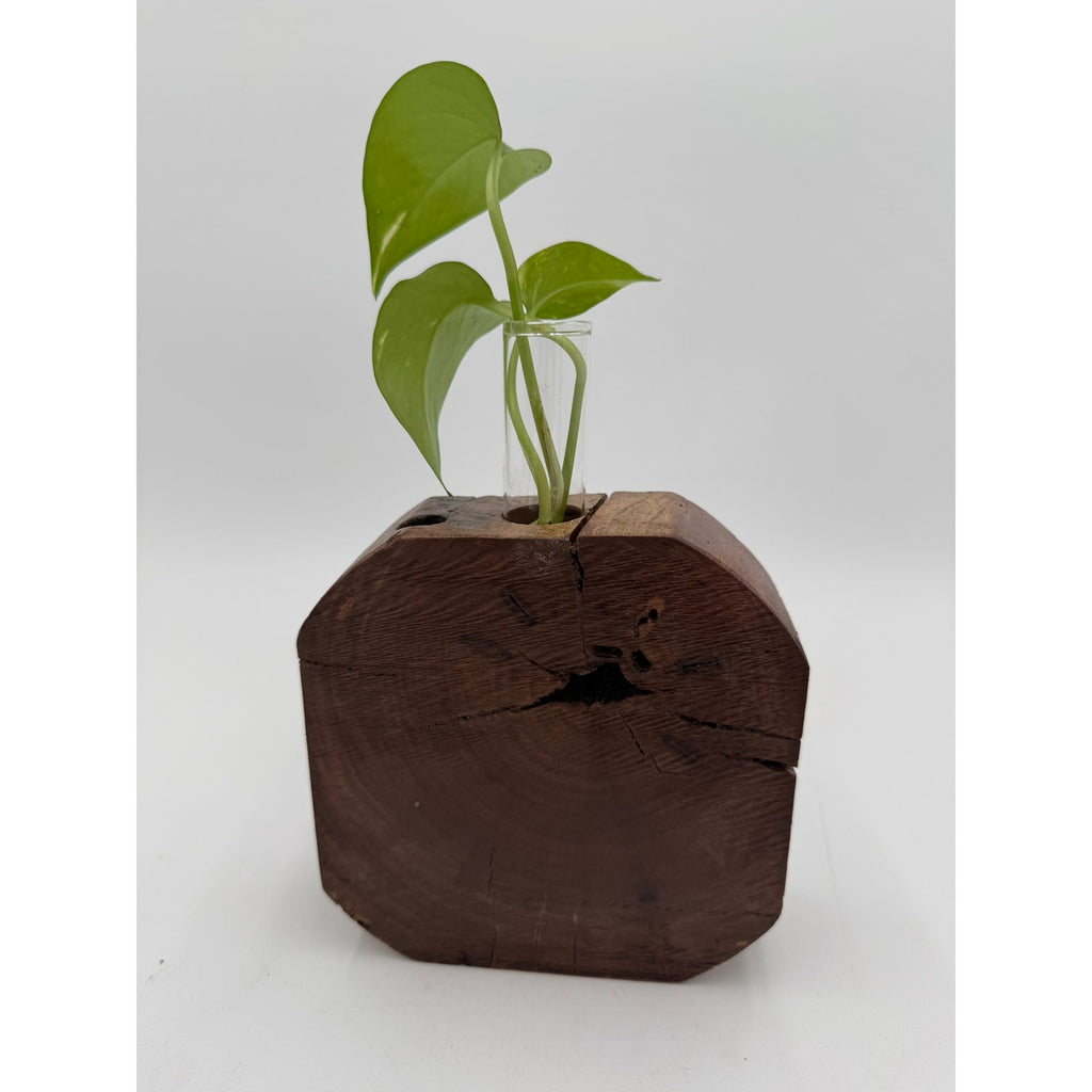 Rustic Wood Propagation Station Bud Vase, 6x2.5 size, single glass tube, functional decor, use for cuttings or dried flowers