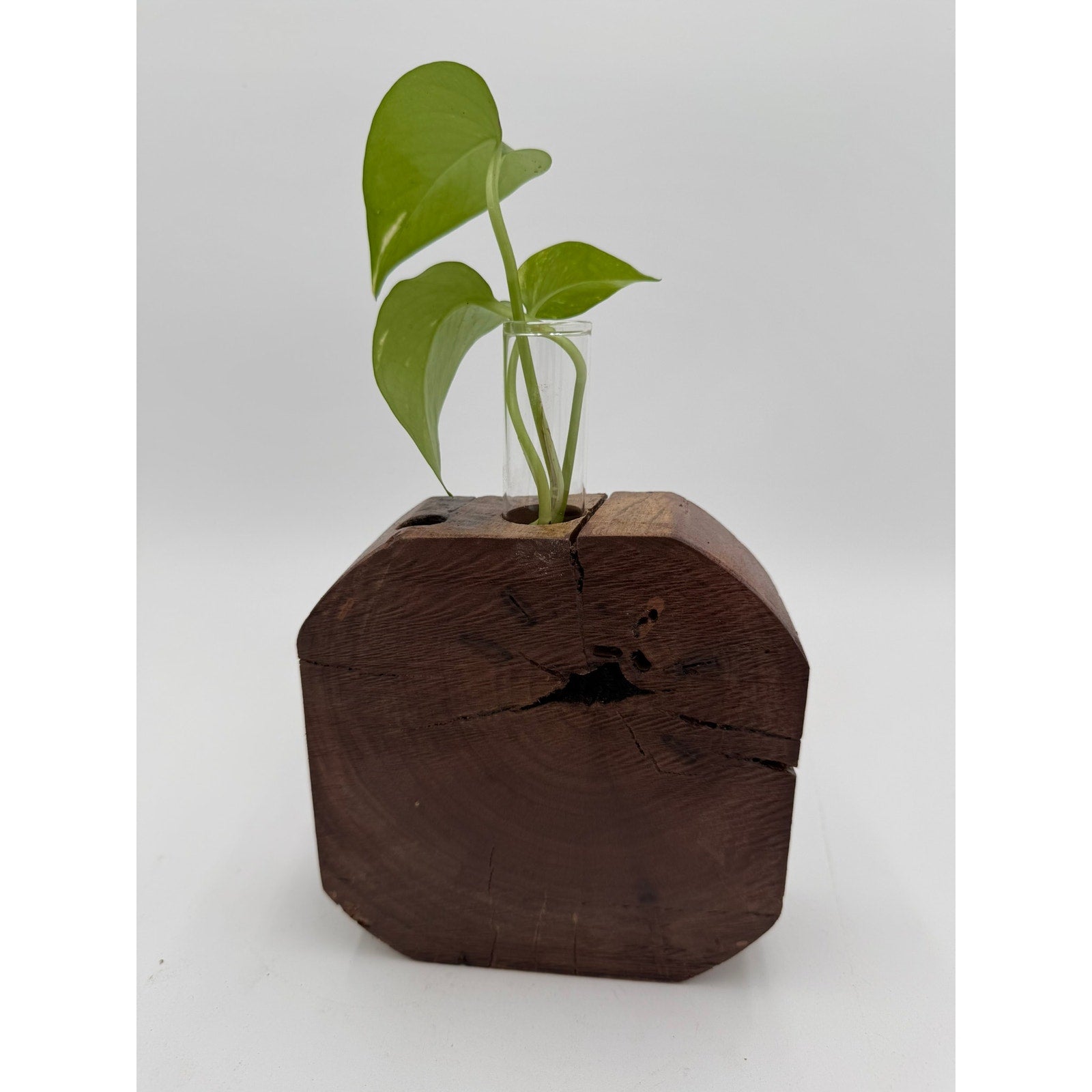 Rustic Wood Propagation Station Bud Vase, 6x2.5 size, single glass tube, functional decor, use for cuttings or dried flowers