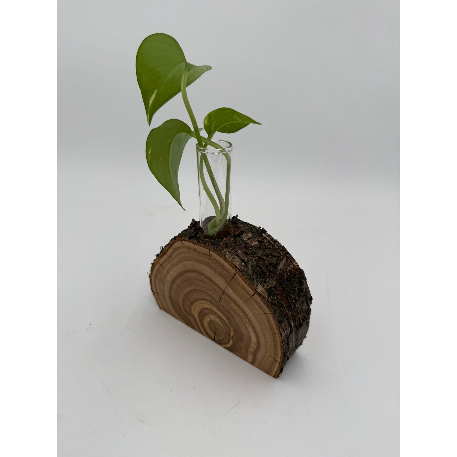 Rustic Wood Slice Propagation Station Vase, 6x1.5 test tube, bud vase for single stem, display for dried flowers, rooting cuttings