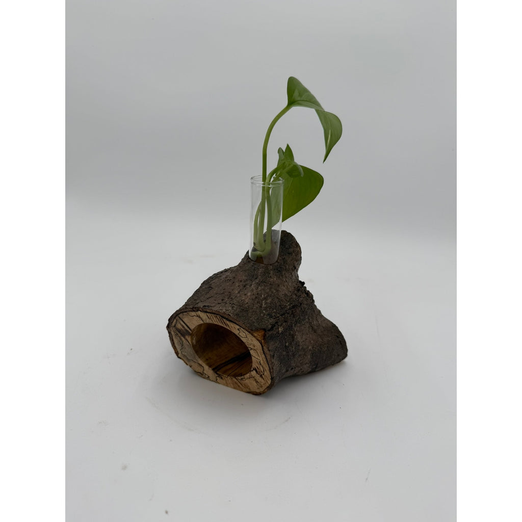 Rustic Wood Propagation Station Bud Vase, 6x4 size, functional decor, use to propagate cuttings, display dried flowers