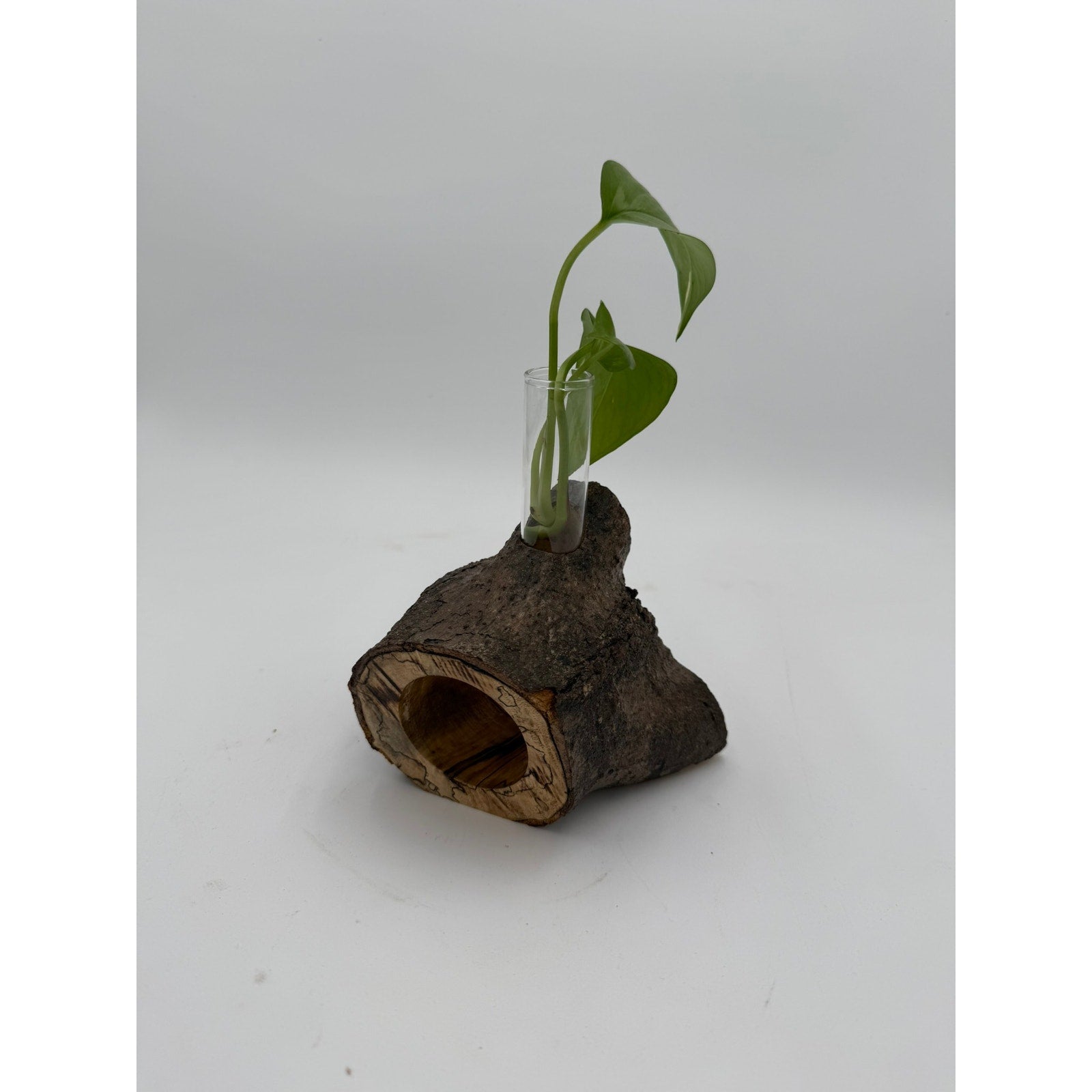Rustic Wood Propagation Station Bud Vase, 6x4 size, functional decor, use to propagate cuttings, display dried flowers