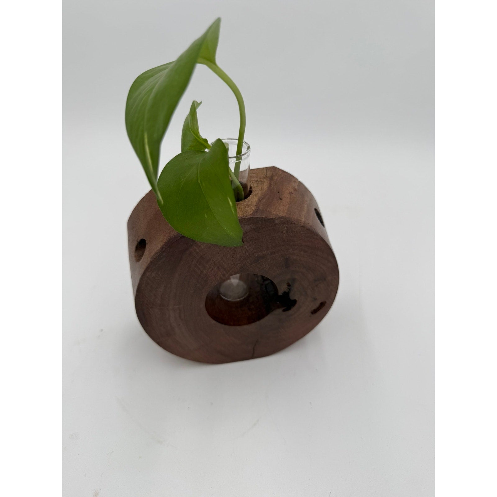 Handcrafted Wood Propagation Station Vase, 6 x 2.5 in, glass tube bud vase, propagate cuttings, display dried florals