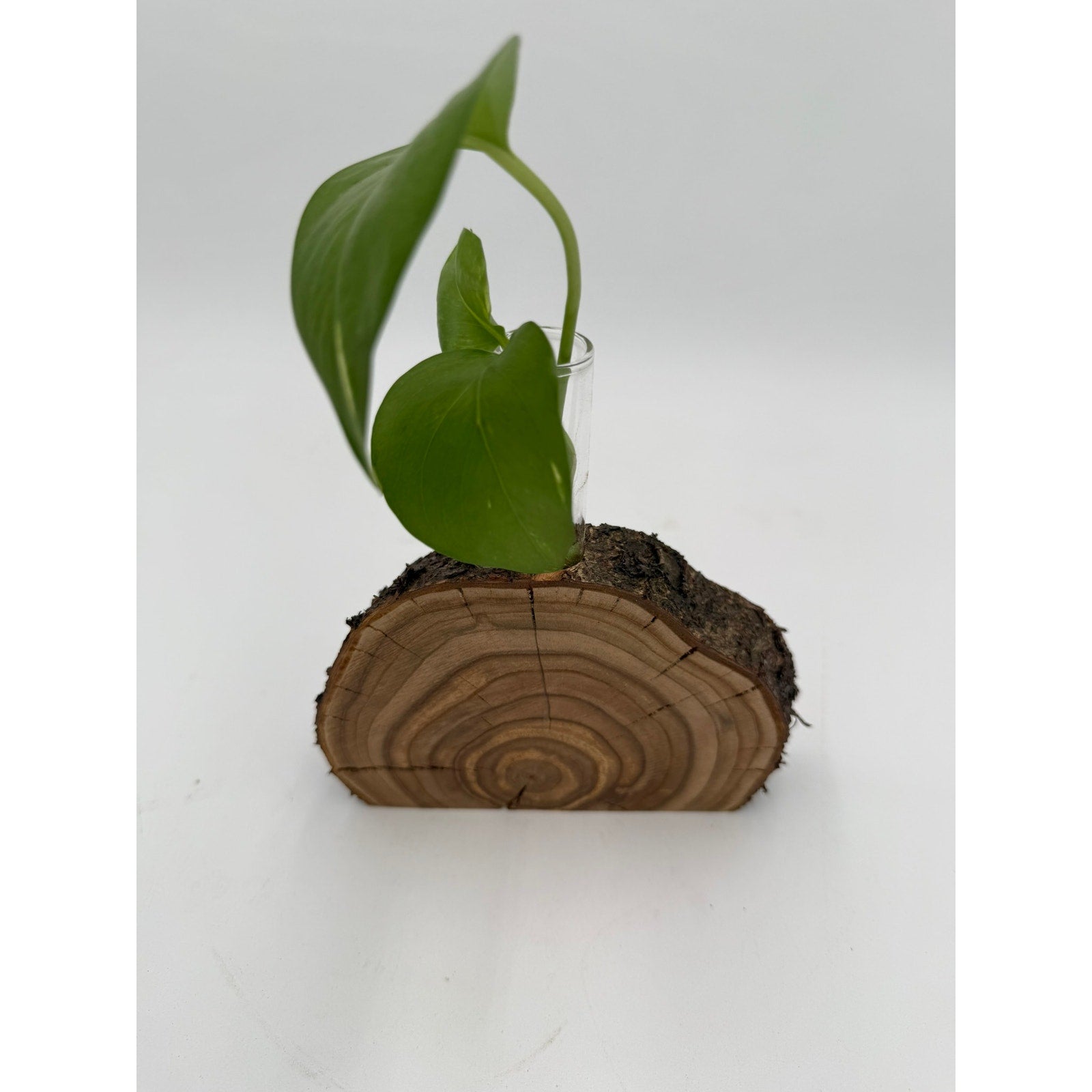 Rustic Wood Slice Propagation Station Vase, 6x1.5 test tube, bud vase for single stem, display for dried flowers, rooting cuttings