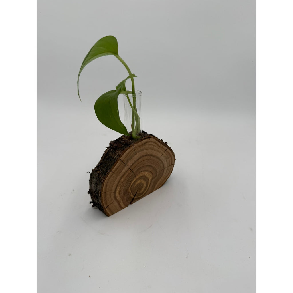 Rustic Wood Slice Propagation Station Vase, 6x1.5 test tube, bud vase for single stem, display for dried flowers, rooting cuttings