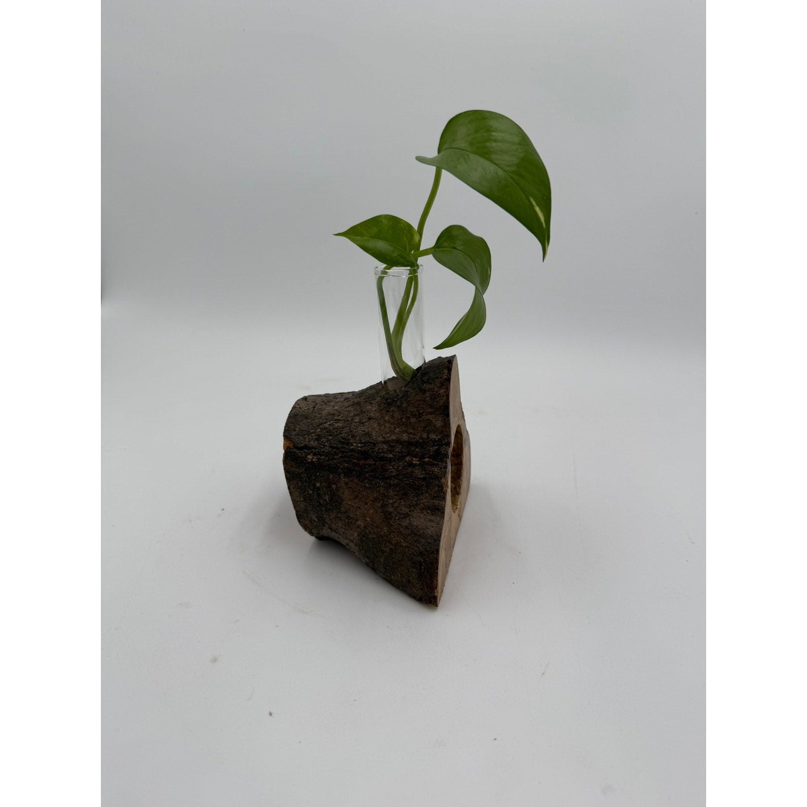Rustic Wood Propagation Station Bud Vase, 6x4 size, functional decor, use to propagate cuttings, display dried flowers