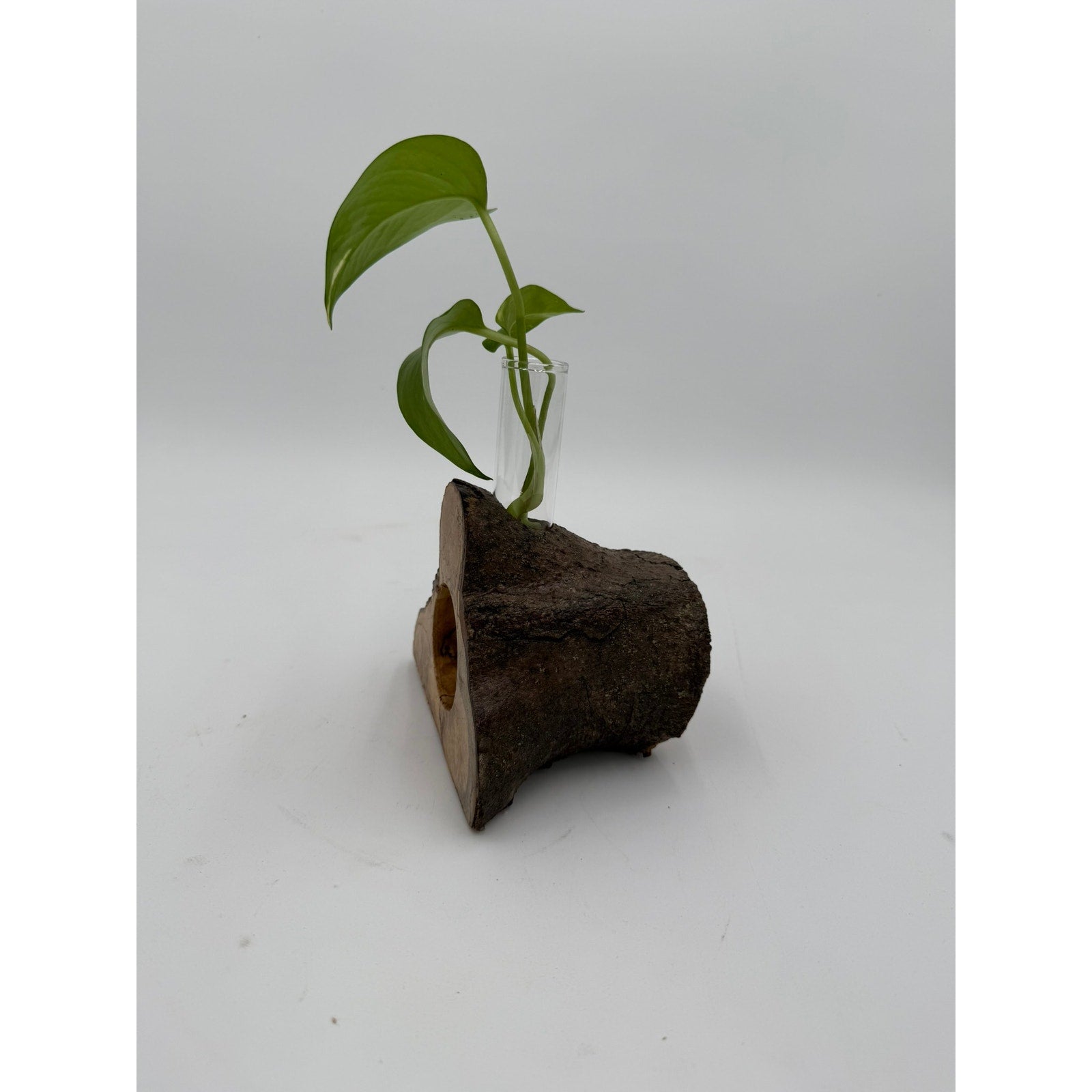Rustic Wood Propagation Station Bud Vase, 6x4 size, functional decor, use to propagate cuttings, display dried flowers