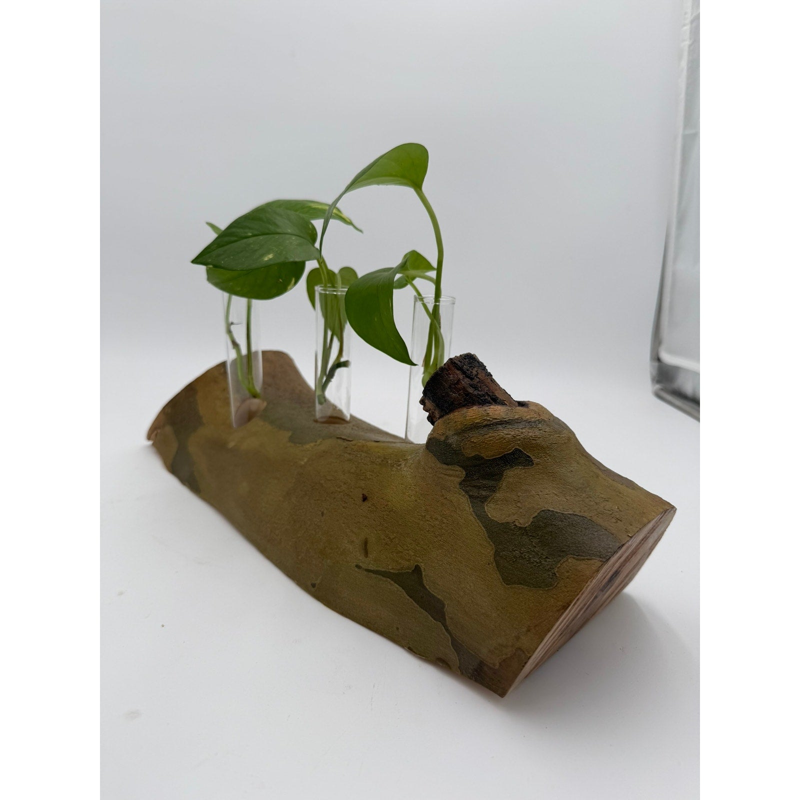Rustic Log Propagation Station with Glass Tubes, bud vase display, rooted cuttings holder, dried flower centerpiece, farmhouse decor