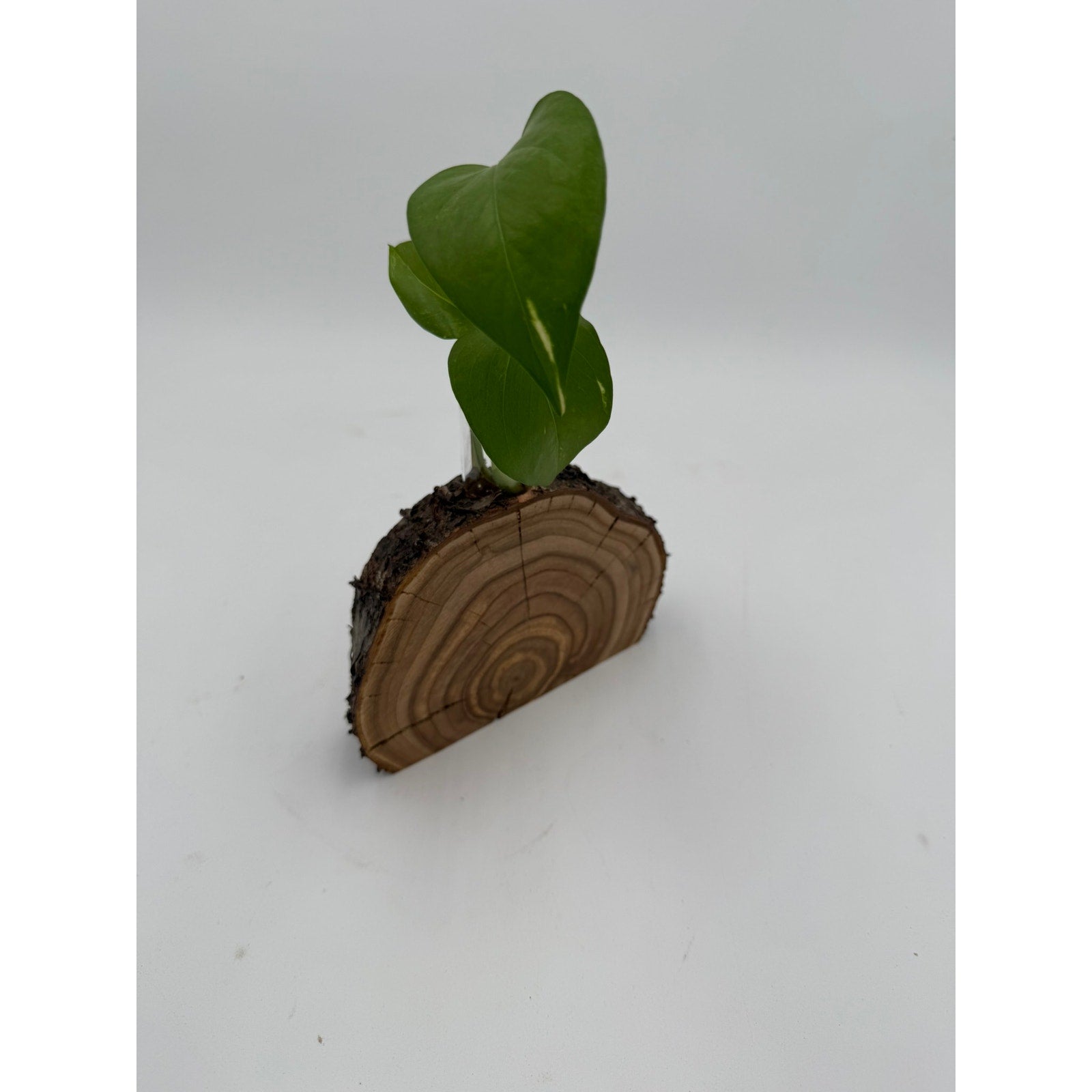 Rustic Wood Slice Propagation Station Vase, 6x1.5 test tube, bud vase for single stem, display for dried flowers, rooting cuttings