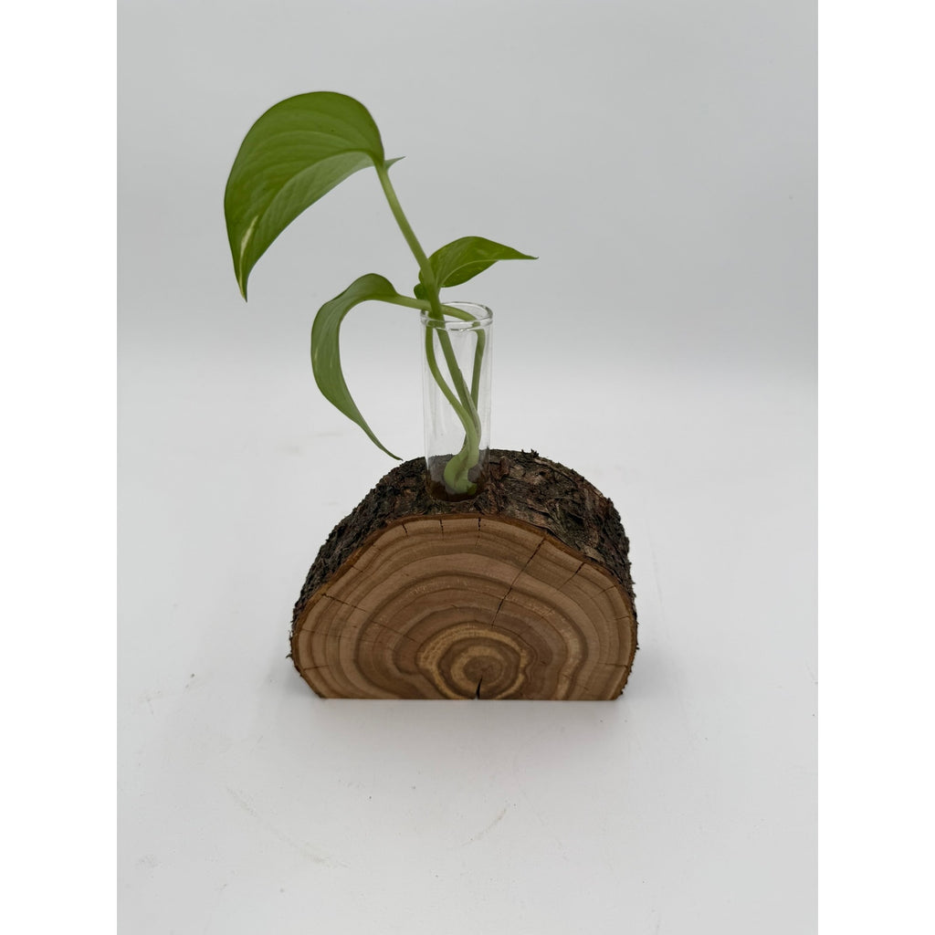 Rustic Wood Slice Propagation Station Vase, 6x1.5 test tube, bud vase for single stem, display for dried flowers, rooting cuttings
