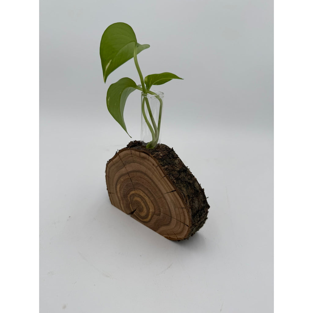 Rustic Wood Slice Propagation Station Vase, 6x1.5 test tube, bud vase for single stem, display for dried flowers, rooting cuttings