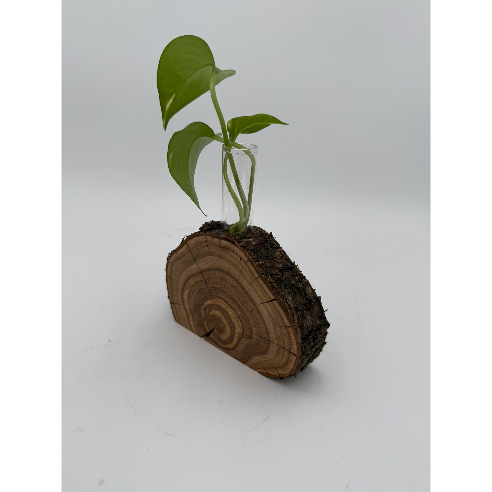 Rustic Wood Slice Propagation Station Vase, 6x1.5 test tube, bud vase for single stem, display for dried flowers, rooting cuttings