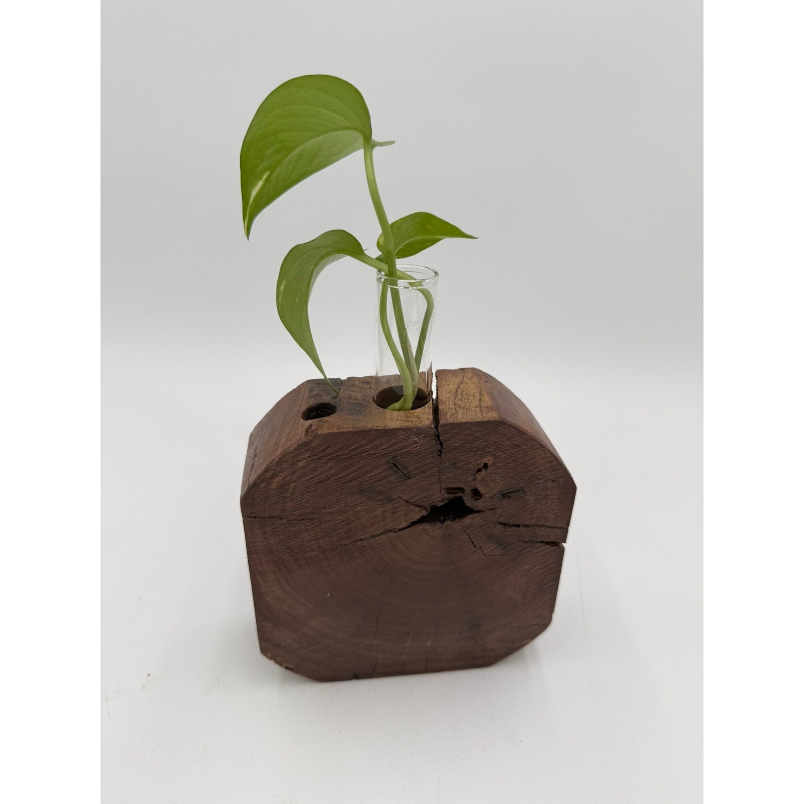 Rustic Wood Propagation Station Bud Vase, 6x2.5 size, single glass tube, functional decor, use for cuttings or dried flowers