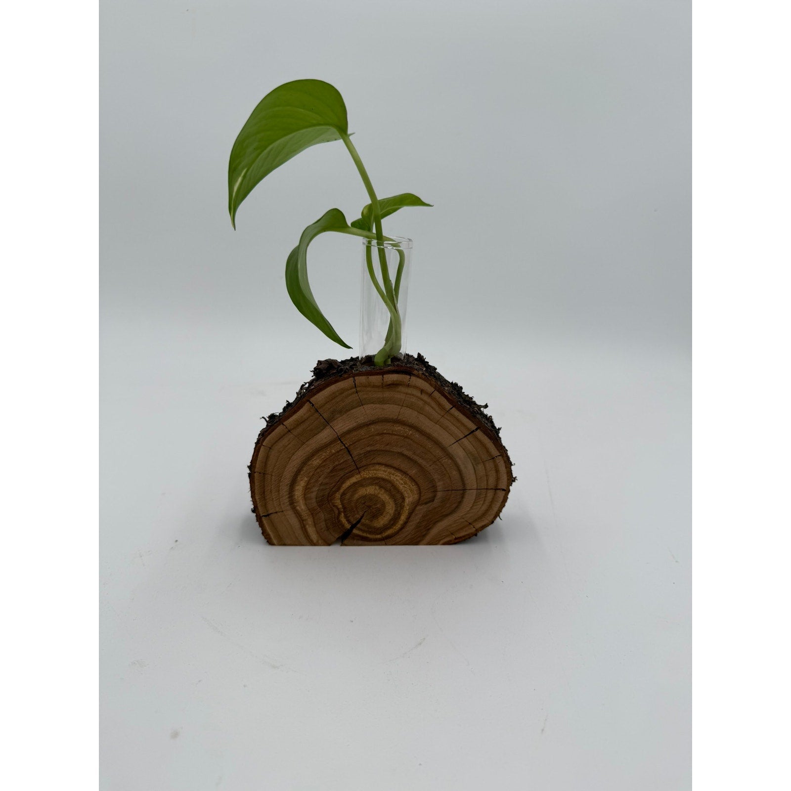 Rustic Wood Slice Propagation Station Vase, 6x1.5 test tube, bud vase for single stem, display for dried flowers, rooting cuttings