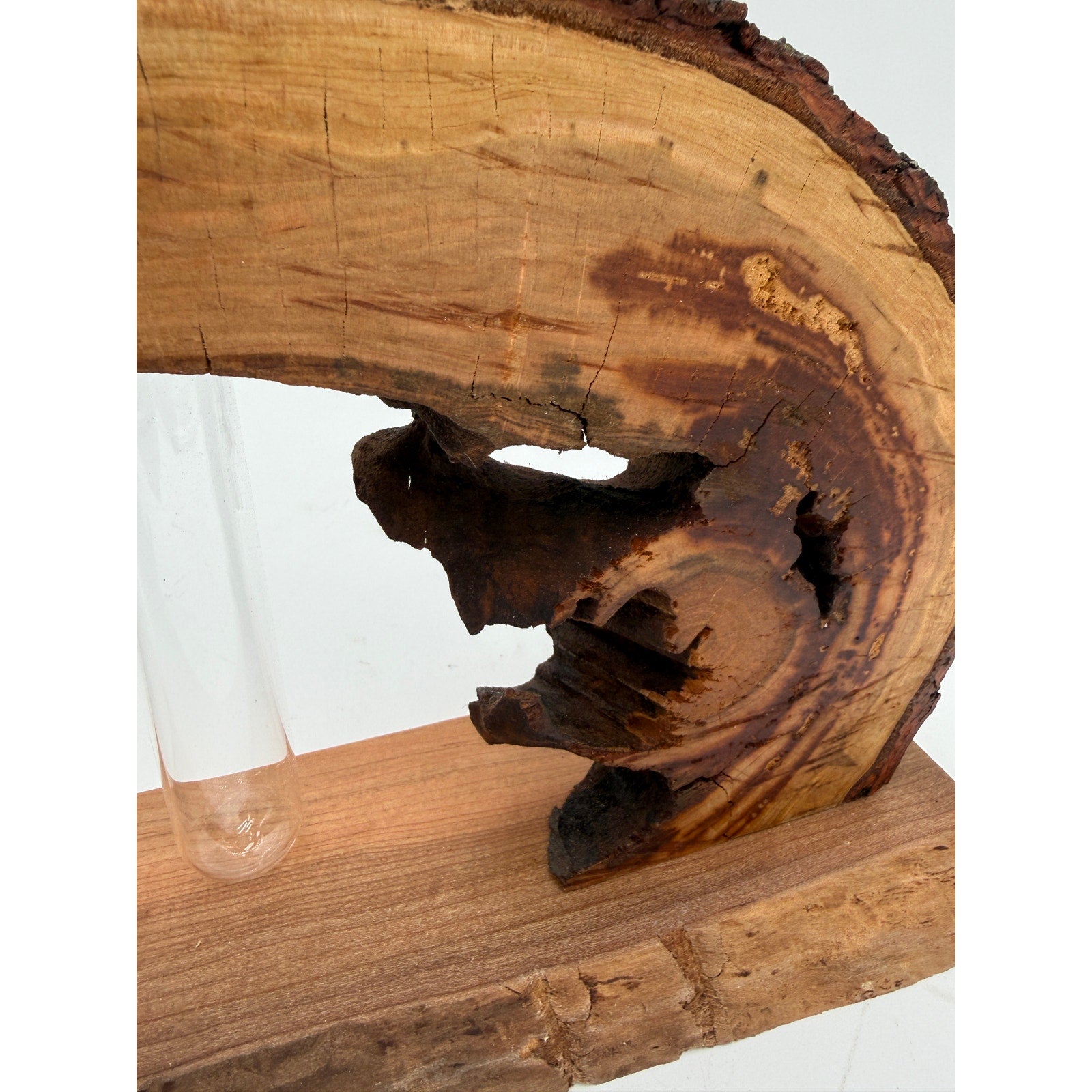 Live Edge Black Cherry Log Bud Vase and Stand, hollow log sculpture, glass propagation tube, rustic mantel decor, 16 x 9 x 4 in