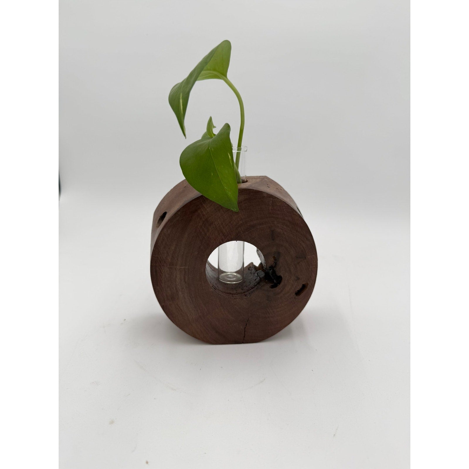 Handcrafted Wood Propagation Station Vase, 6 x 2.5 in, glass tube bud vase, propagate cuttings, display dried florals